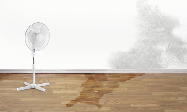 Best Basement water damage restoration  in New Baden, IL